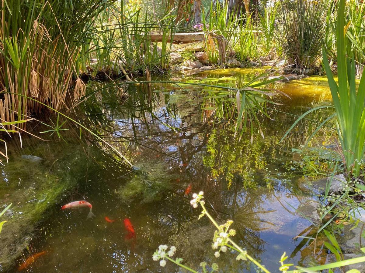 El Canto De Las Ranas Villa Barbate Exteriör bild